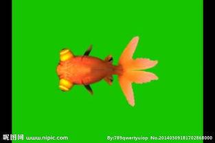 金鱼爆料视频大全最新版,最新版精彩内容大盘点